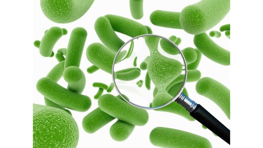 Prébiotiques ou probiotiques : quelles différences et lequel choisir ?